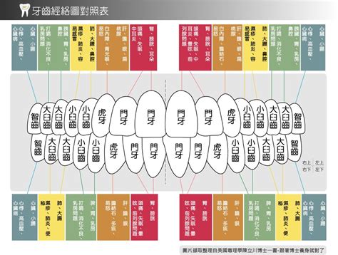 牙齒經絡圖|牙齒和經絡及其對全身之影響